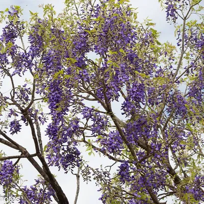 African Wisteria Tree (Bolusanthus Speciosa)
