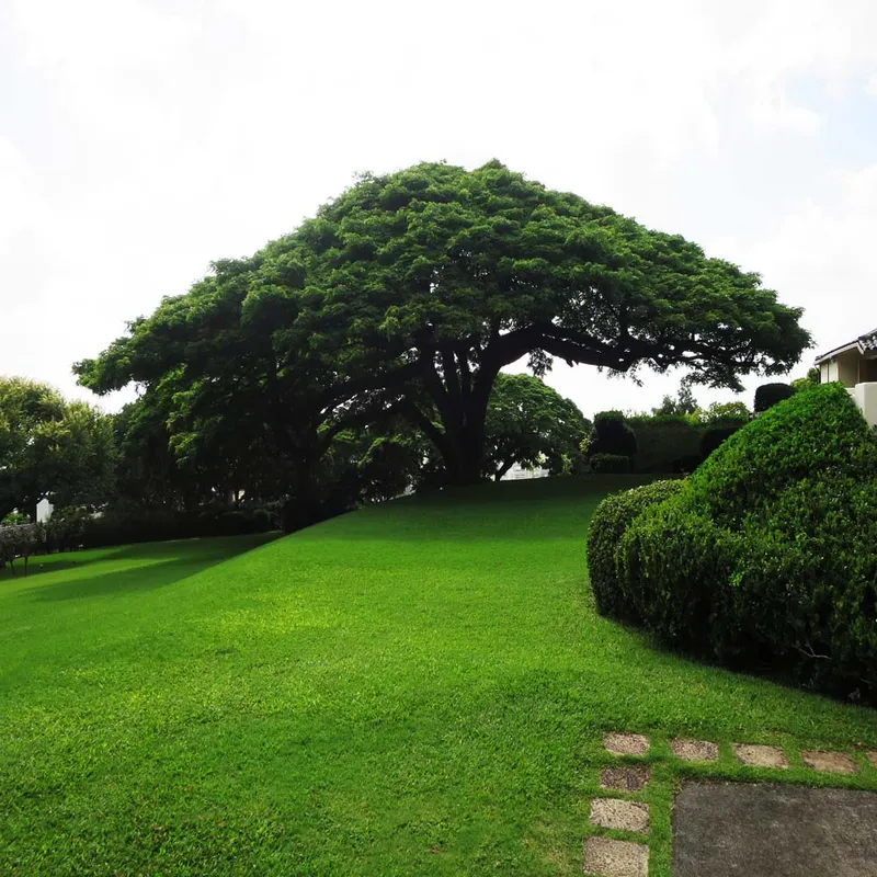 Rain Tree (Albizia Saman) - Siras