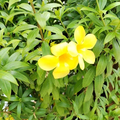 Allamanda Vine (Allamanda)