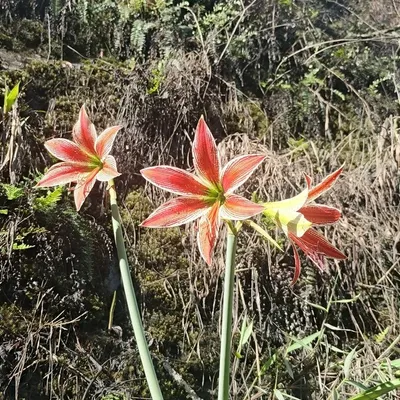 Amaryllis 8 varieties (Hippeastrum)