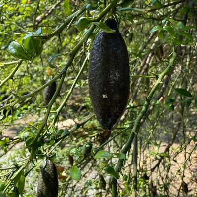 Australian Finger Lime (Citrus Australica)