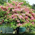 Apple Blossom Shower Tree (Cassia Nodosa)