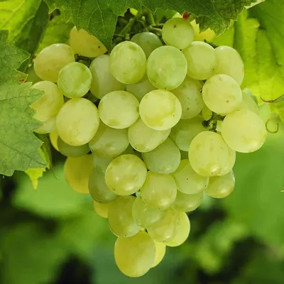 Grapes Superior Seedless (Vitis Superior) - Angoor