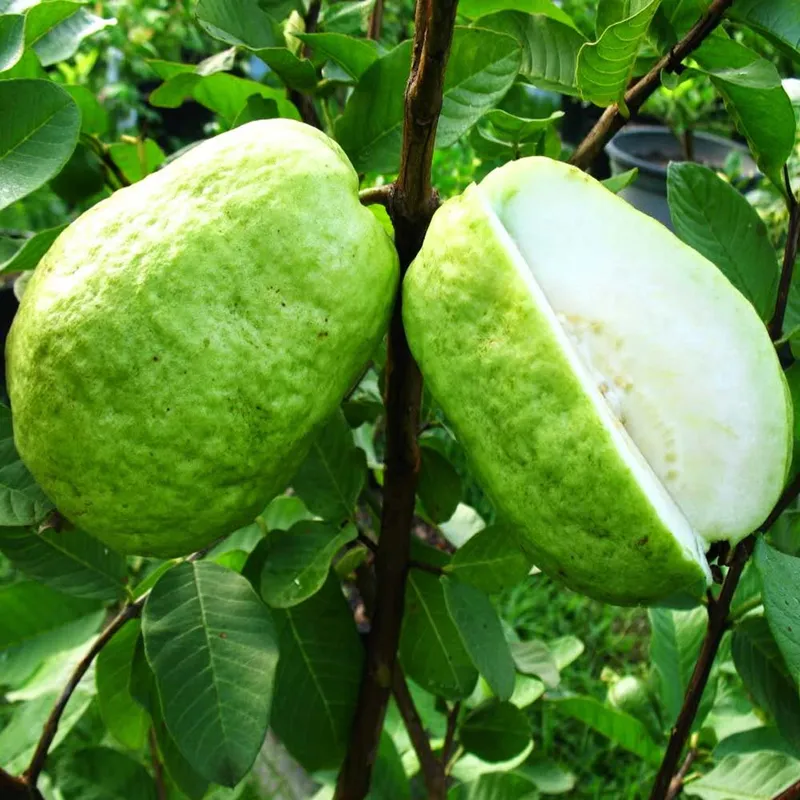 Guava Thai Giant (Pisidum Guajava) - Amrood