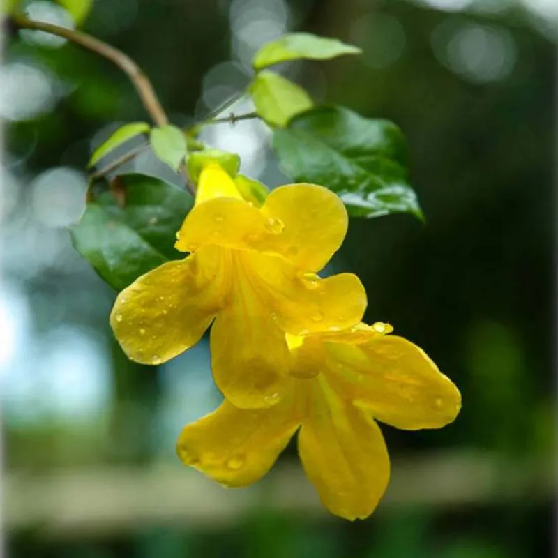Cat's Claw Vine (Macfadeya Unguis Cati)