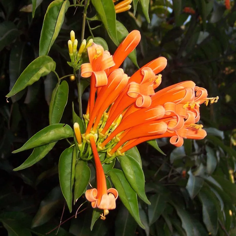 Golden Shower Vine (Pyrostegia Venusta) - Sonehri Baarish Bel