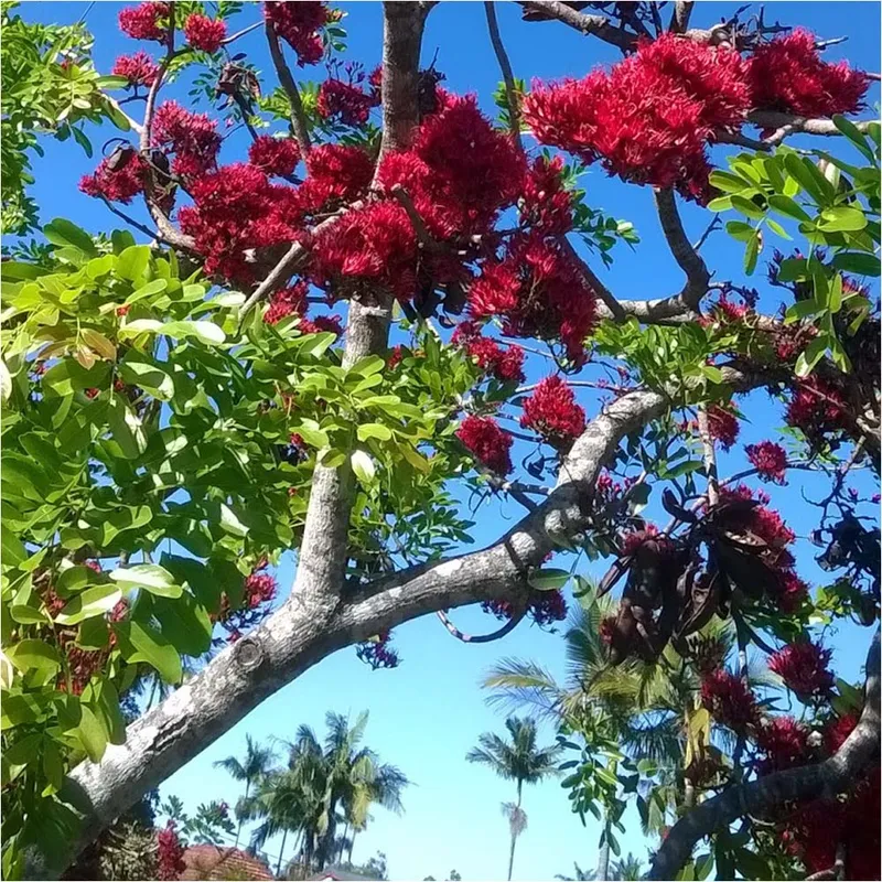 Drunken Parrot Tree (Schotia Brachypetala)