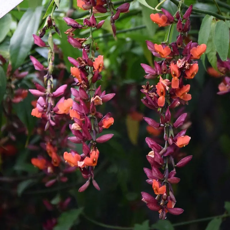 Scarlet Cloak Vine (Thunbergia Coccinea)